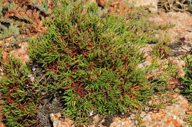 Limonium contortirameum